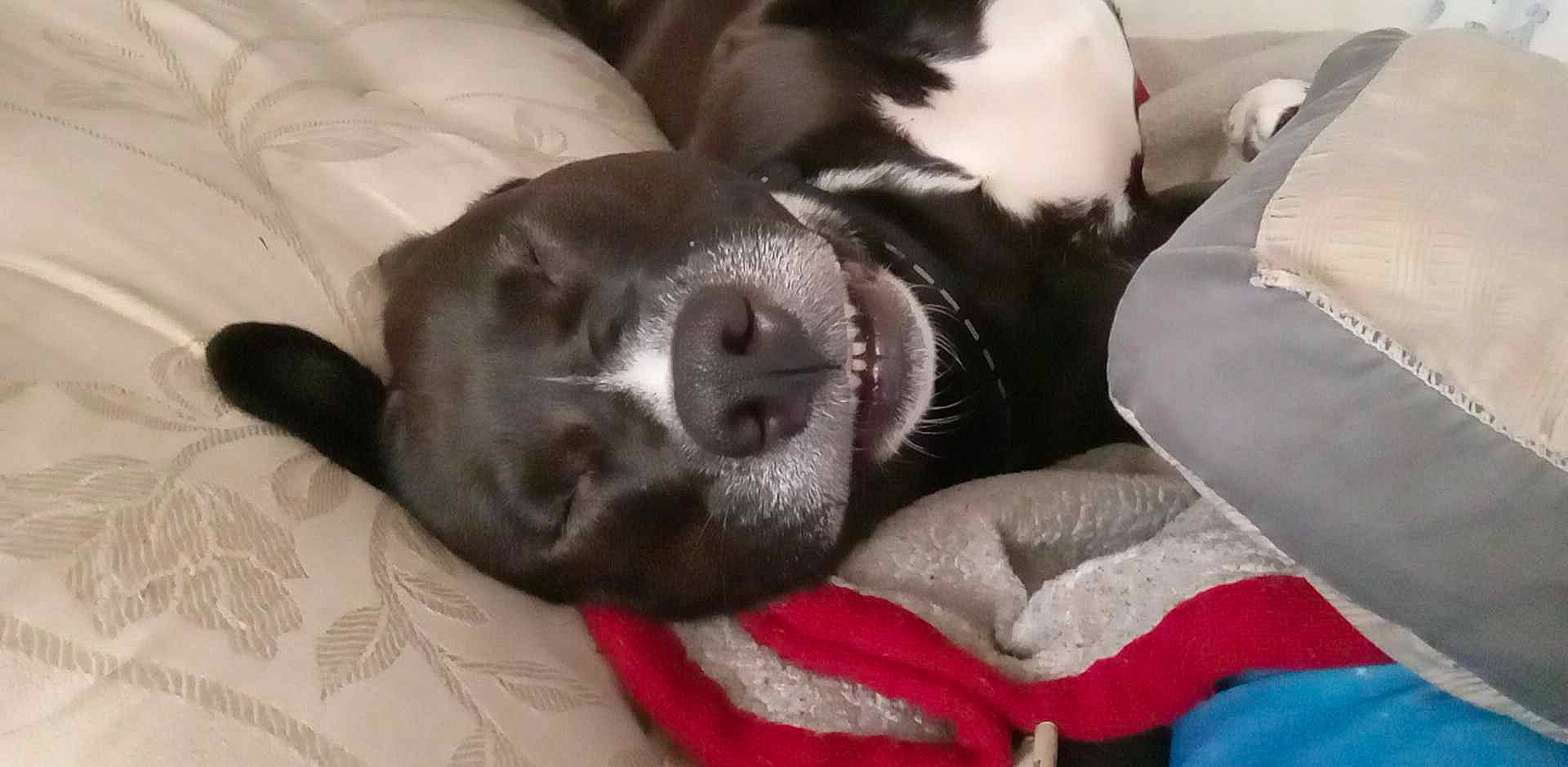 Juno is registered to the contest to win money with this photo: canidae, carmine, carnivore, comfort, companion_dog, dog, dog_breed, fawn, felidae, fur, grey, liver, nap, paw, small_to_medium_sized_cats, snout, sporting_group, tail, whiskers, working_animal