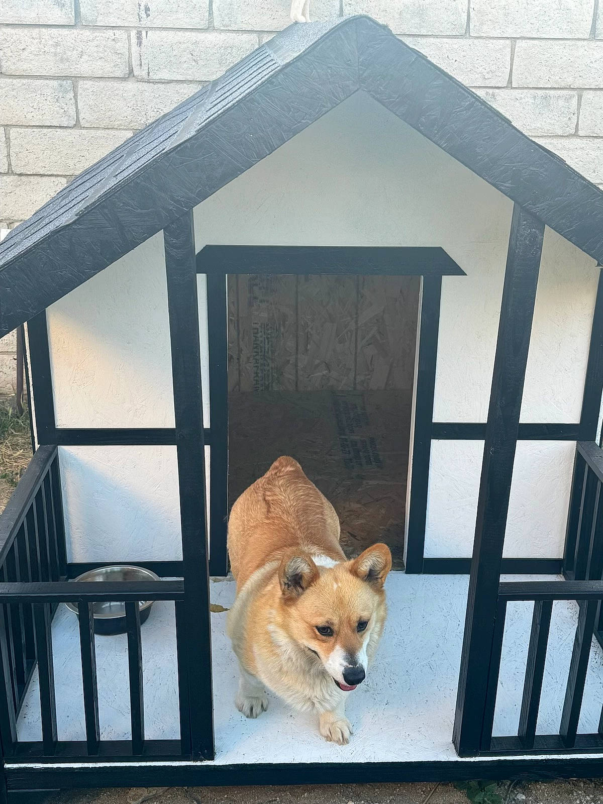 Gemini joined the competition — help win amazing prizes! building, carnivore, chair, companion_dog, dog, dog_breed, dog_supply, door, fawn, home_door, house, outdoor_furniture, pet_supply, porch, shade, spitz, sporting_group, table, window, wood