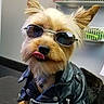 dog, sunglasses, leather_jacket, pet, animal, tongue_out, cool, indoor, fur, ears, cute, canine, black, fashion, portrait, close_up, attitude, accessory, funny, companion