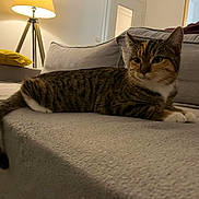 Kimi a rejoint le concours — aidez-le/la à gagner de superbes lots ! animal, cat, couch, cozy, domestic_animal, feline, fur, furniture, home, indoor, lamp, living_room, pet, pillow, relaxing, resting, soft_light, tabby_cat, tail, whiskers