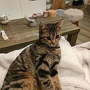 Kenaï a rejoint le concours — aidez-le/la à gagner de superbes lots ! cat, tabby, pet, animal, feline, indoor, blanket, cozy, fur, whiskers, relaxed, table, wooden, home, living_room, furniture, candle, jar, teapot, stool