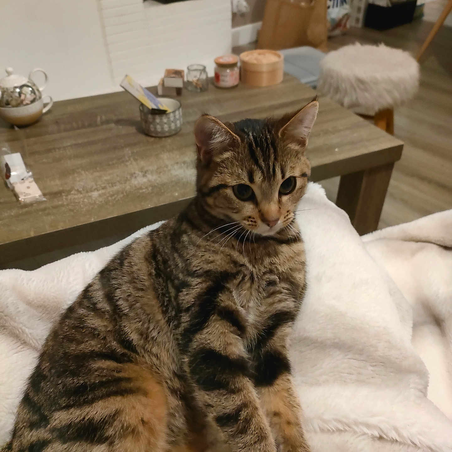 Kenaï a rejoint le concours — aidez-le/la à gagner de superbes lots ! animal, blanket, candle, cat, cozy, feline, fur, furniture, home, indoor, jar, living_room, pet, relaxed, stool, tabby, table, teapot, whiskers, wooden