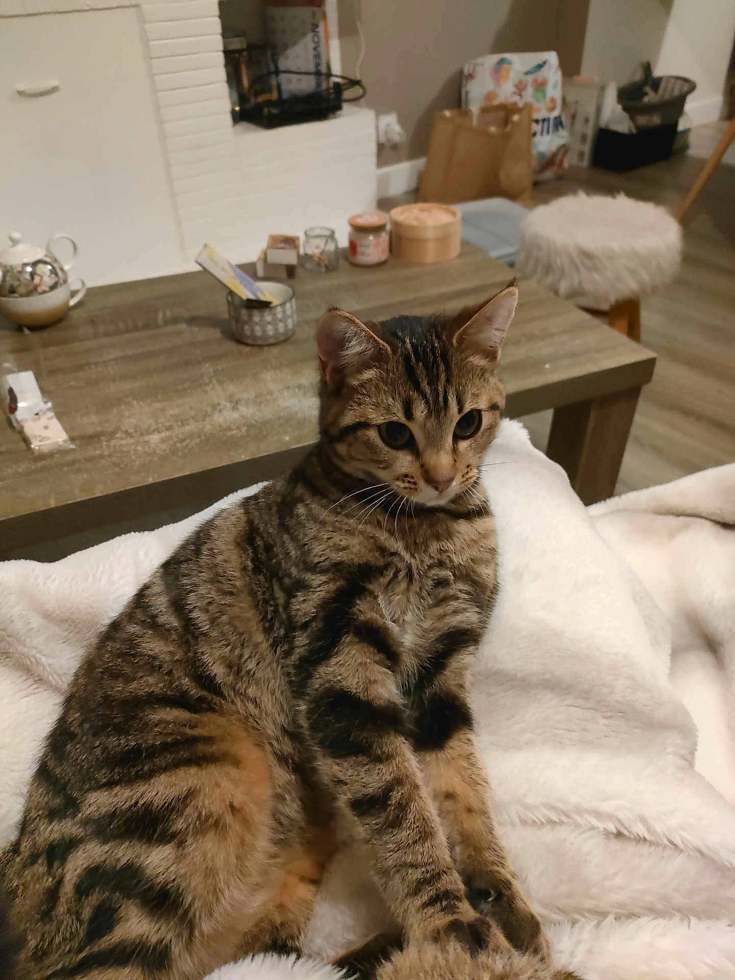 Kenaï a rejoint le concours — aidez-le/la à gagner de superbes lots ! cat, tabby, pet, animal, feline, indoor, blanket, cozy, fur, whiskers, relaxed, table, wooden, home, living_room, furniture, candle, jar, teapot, stool