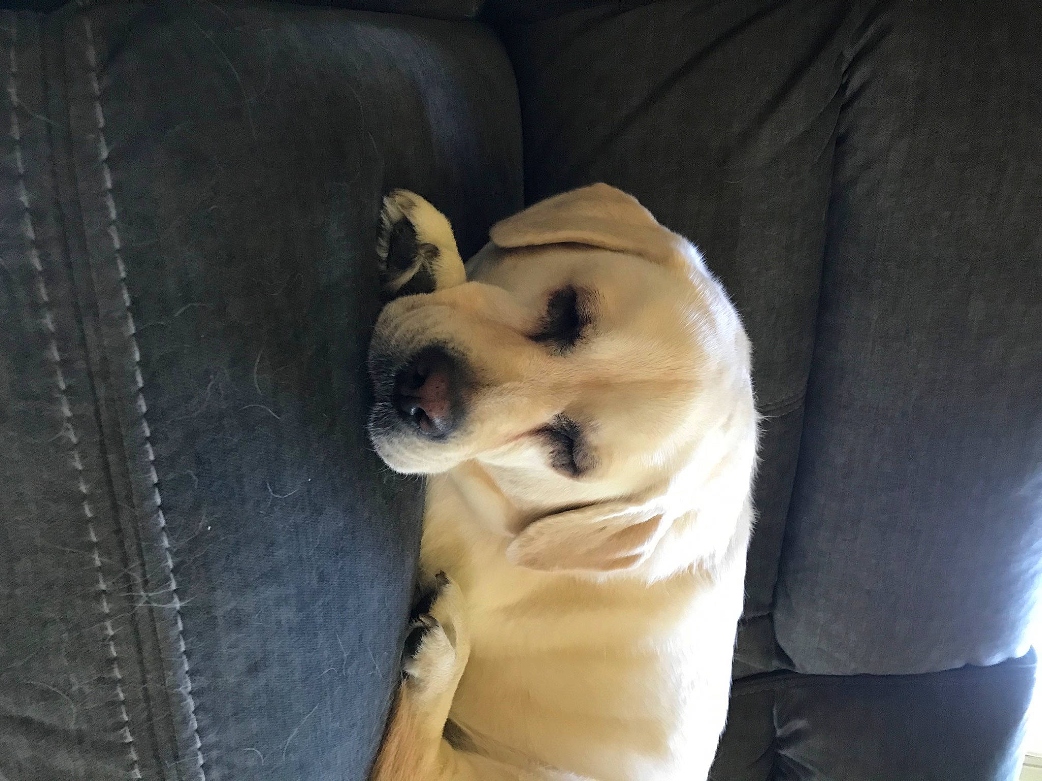 Dixie joined the competition — help win amazing prizes! canidae, carnivore, comfort, companion_dog, couch, dog, dog_breed, dog_supply, fawn, fur, linens, pomeranian, puppy_love, retriever, snout, sporting_group, toy_dog, whiskers, wood, working_animal