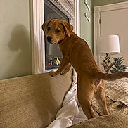 Muffy joined the competition — help win amazing prizes! animal, blanket, brown_fur, couch, cozy, curious, decor, dog, furniture, home, indoor, lamp, looking, pet, puppy, red_collar, shadow, standing, wall, window