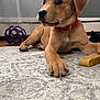animal, brown_dog, chew_toy, close_up, curious, dog, domestic_animal, floor, indoor, pet, pet_accessory, playful, puppy, red_collar, resting, rug, toy, window_light, wood_floor, young_dog