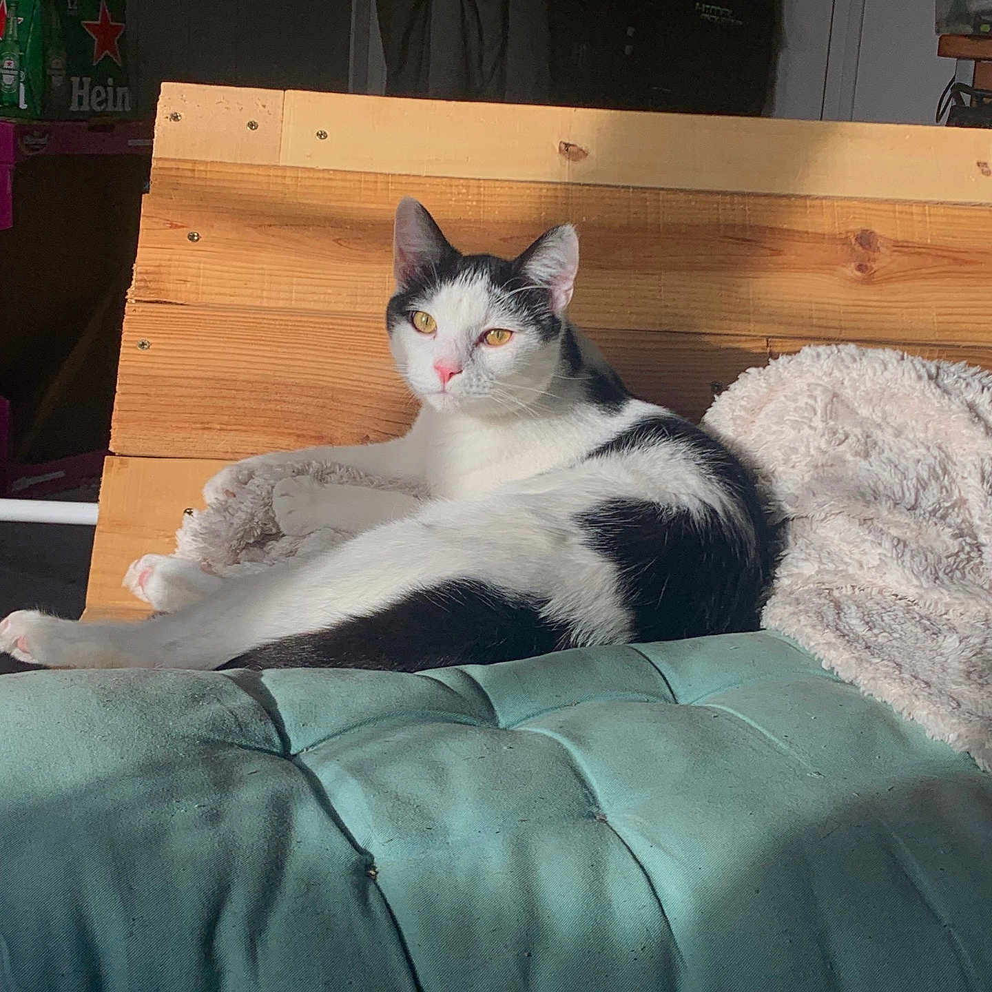 Loki a rejoint le concours — aidez-le/la à gagner de superbes lots ! animal, architecture, bed, bedroom, building, cat, couch, cushion, furniture, hardwood, homedecor, indoors, interiordesign, kitten, manx, person, pet, room, sleeping, wood