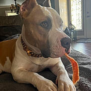 Juicy joined the competition — help win amazing prizes! dog, indoor, pet, lying_down, brown_and_white, collar, chew_toy, blanket, floor, natural_light, door, window, furniture, calm, close_up, paw, animal, house, relaxed, portrait