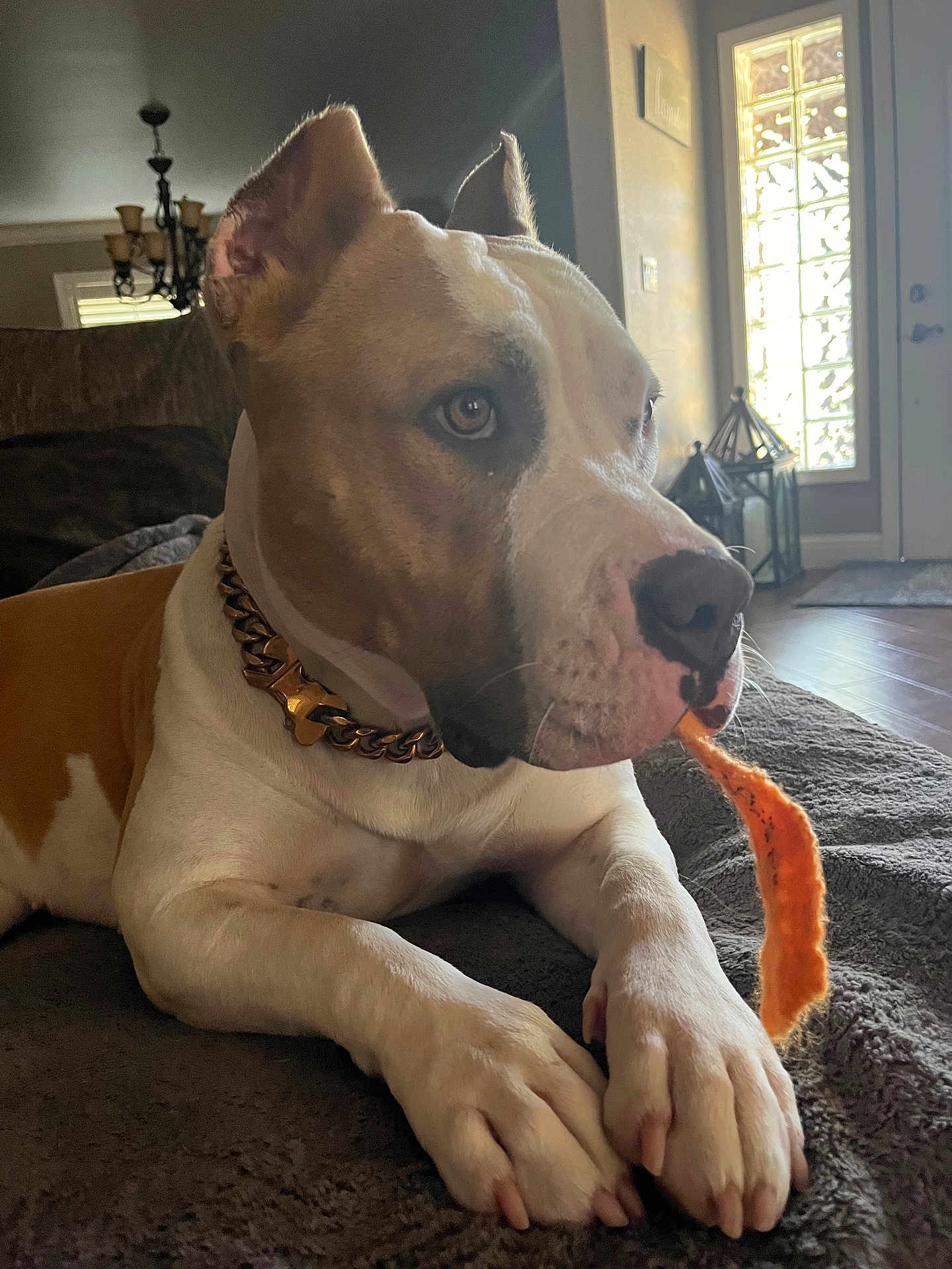 Juicy joined the competition — help win amazing prizes! dog, indoor, pet, lying_down, brown_and_white, collar, chew_toy, blanket, floor, natural_light, door, window, furniture, calm, close_up, paw, animal, house, relaxed, portrait