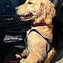 animal, black_leather, canine, car, car_seat, collar, dog, door, golden_retriever, happy, harness, indoor, leash, pet, puppy, seat, side_view, tongue_out, transportation, window