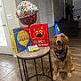 Jenkins joined the competition — help win amazing prizes! balloon, bandana, birthday, birthday_hat, blinds, celebration, dog, floor, gift_bags, golden_retriever, happy, indoor, living_room, party, pet, smiling, table, tongue_out, treats, window
