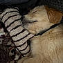 Jenkins is registered to the contest to win money with this photo: animal, blanket, closeup, collar, comfort, cozy, cuddling, cute, dog, fur, indoors, nap, pet, plush_toy, puppy, relaxing, resting, sleeping, soft, striped