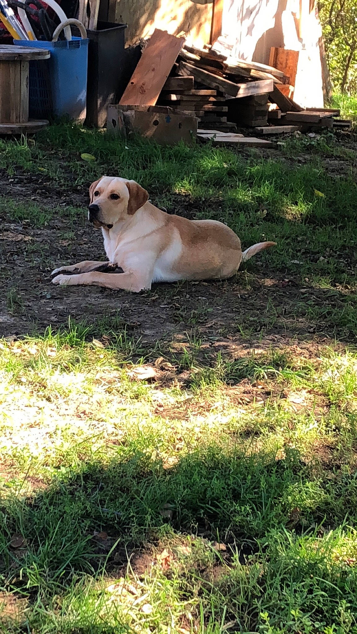 Sonnie is registered to the contest to win money with this photo: canidae, carnivore, chair, collar, companion_dog, dog, dog_breed, dog_collar, fawn, grass, gun_dog, lawn, pet_supply, plant, retriever, snout, tail, tree, whiskers, working_animal