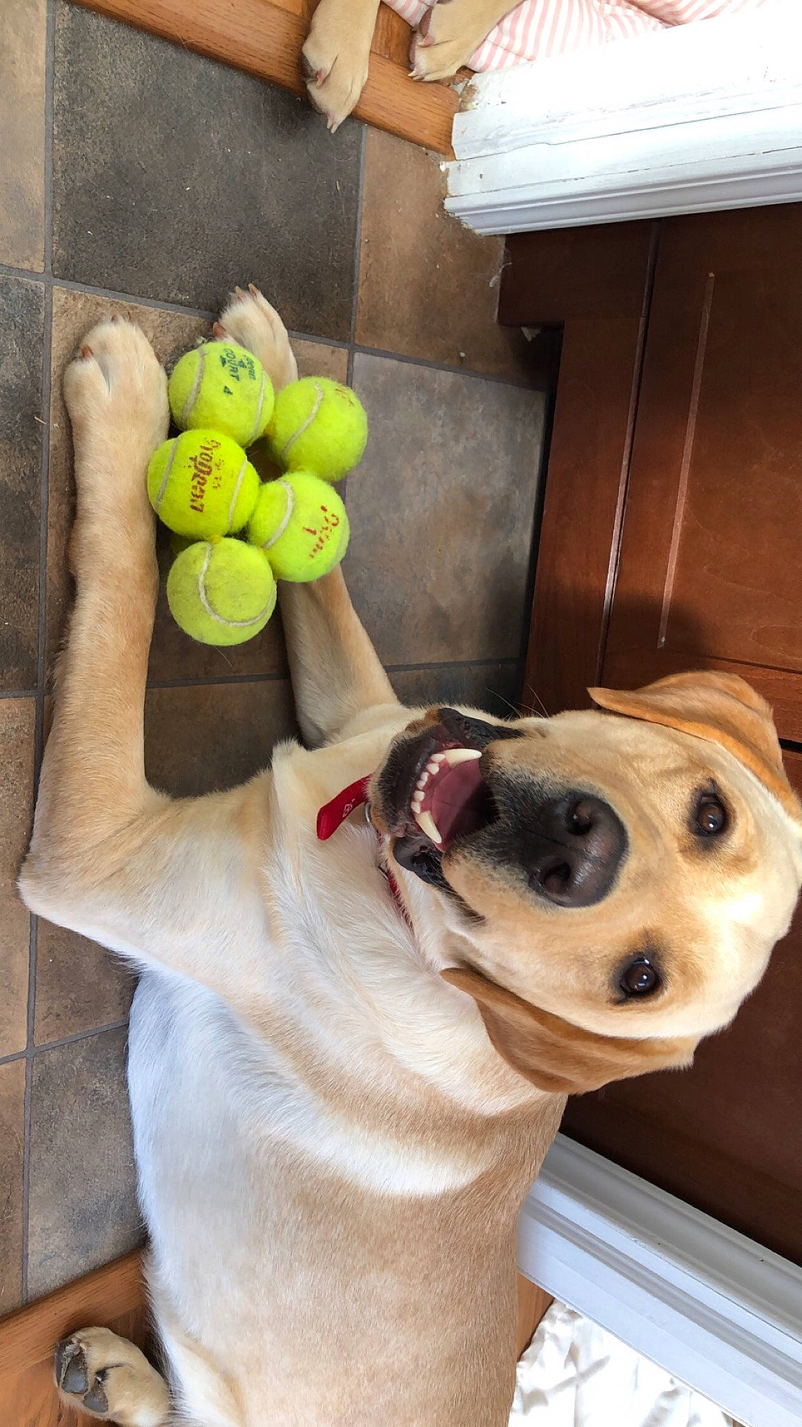 Sonnie joined the competition — help win amazing prizes! ball, carnivore, citrus, collar, companion_dog, dog, dog_breed, dog_collar, dog_supply, fawn, food, fruit, lemon, natural_foods, pet_supply, plant, snout, superfood, tennis_ball, working_animal