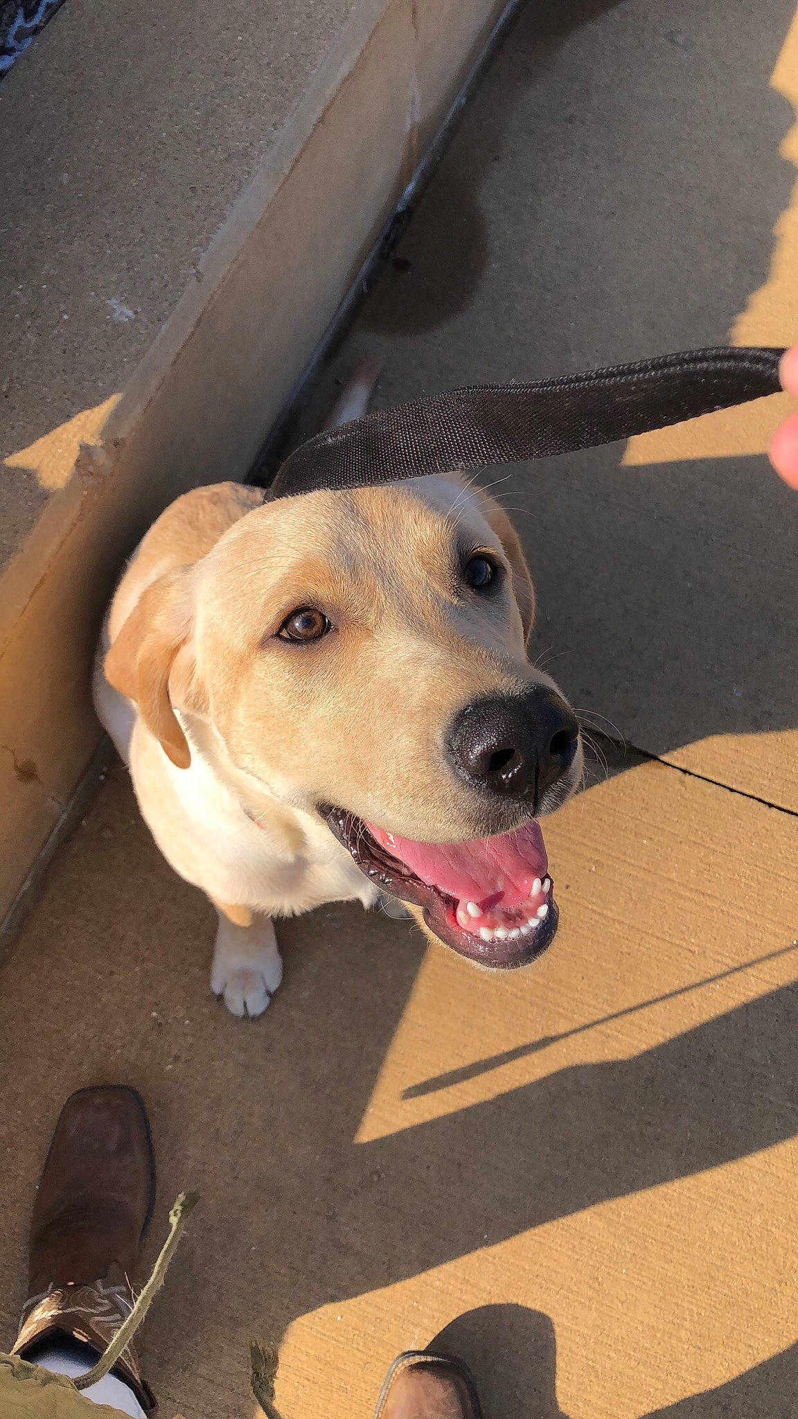 Sonnie is registered to the contest to win money with this photo: canidae, carnivore, collar, companion_dog, dog, dog_breed, dog_collar, dog_supply, fashion_accessory, fawn, fur, leash, pet_supply, retriever, road_surface, snout, sporting_group, street_dog, whiskers, working_animal