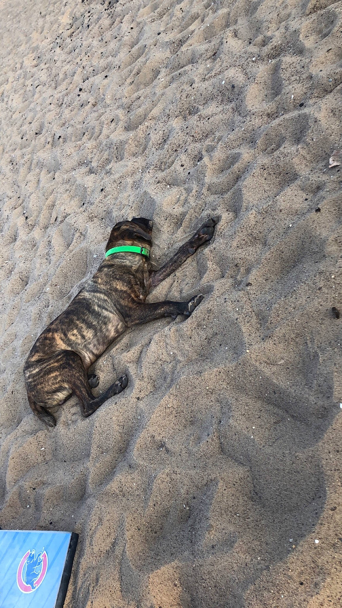 Sully is registered to the contest to win money with this photo: asphalt, boot, canidae, carnivore, dog, dog_breed, felidae, foot, fur, landscape, leash, paw, recreation, road_surface, rock, sand, shadow, soil, sporting_group, tail