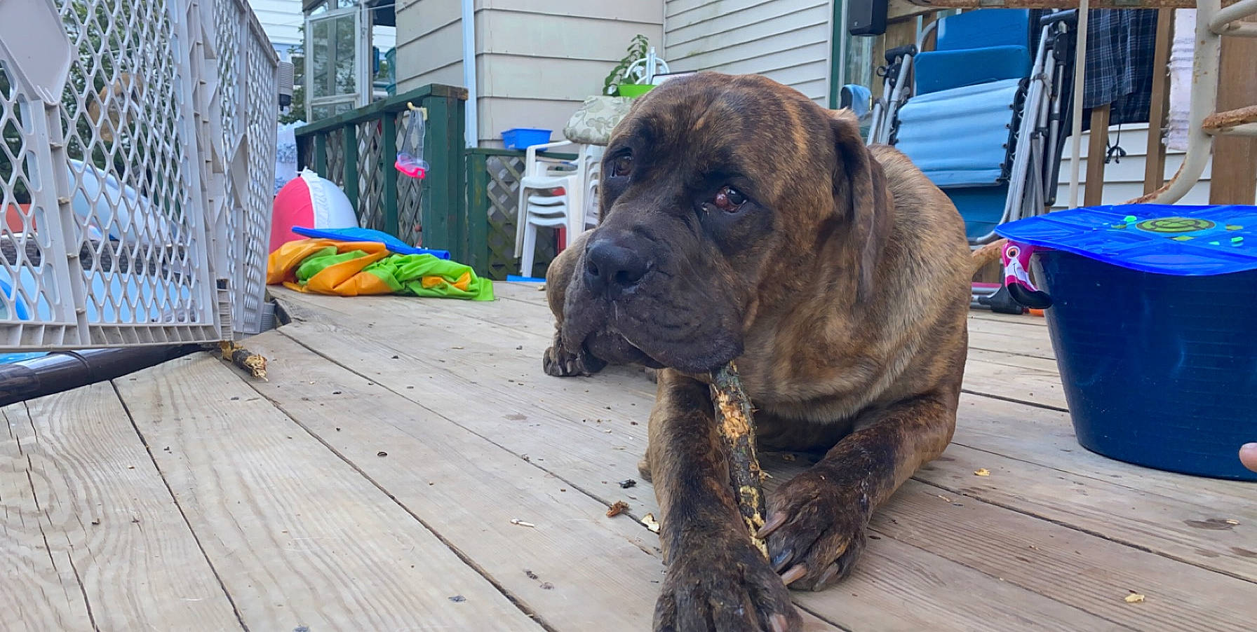 Sully joined the competition — help win amazing prizes! blue, carnivore, chair, collar, companion_dog, dog, dog_breed, dog_collar, electric_blue, fawn, flooring, guard_dog, hardwood, liver, pet_supply, plant, snout, wood, working_animal, working_dog