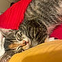 Cocoa joined the competition — help win amazing prizes! kitten, cat, sleeping, tabby, fur, closeup, indoor, cozy, red_blanket, yellow_cloth, pet, cute, whiskers, nap, domestic_cat, animal, resting, soft, feline, peaceful