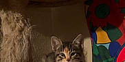 Cocoa is registered to the contest to win money with this photo: cat, cats, cat_tree, feline, pet, indoor, animal, cute, tabby_cat, orange_cat, calico_cat, resting, sitting, fur, whiskers, ears, colorful_background, home, cozy, scratched_furniture