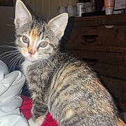 Cocoa is registered to the contest to win money with this photo: kitten, tabby, cat, pet, indoor, bed, blanket, furniture, drawer, cup, stuffed_animal, cross, curious, whiskers, ears, eyes, striped, cozy, room, lighting