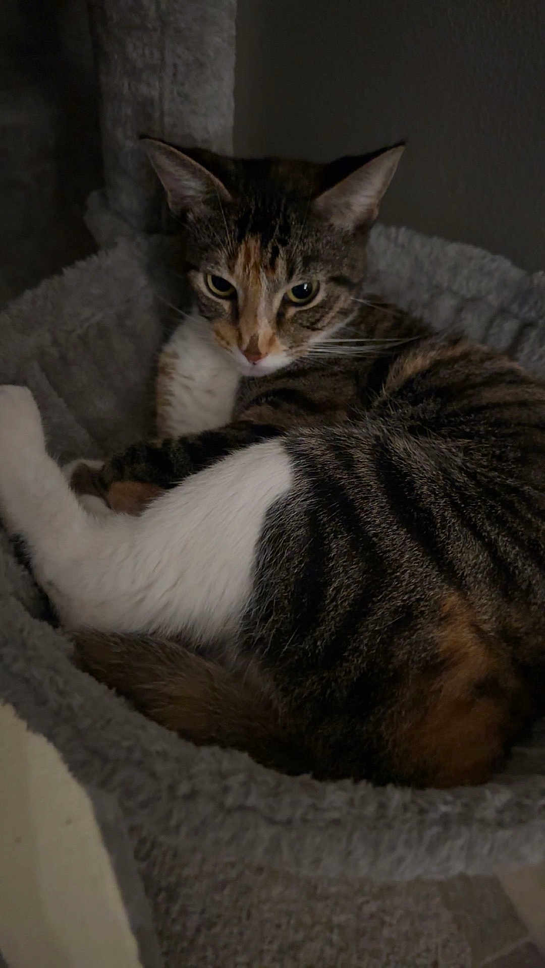 Cocoa joined the competition — help win amazing prizes! cat, tabby, pet, animal, feline, resting, bed, cozy, indoor, fur, whiskers, ears, eyes, sleepy, comfortable, closeup, soft, gray, texture, quiet