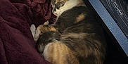 Gremlin joined the competition — help win amazing prizes! cat, sleeping, blanket, plush, maroon, fur, indoor, keyboard, computer, desk, cozy, resting, pet, animal, cute, tabby, calico, relaxation, home, comfort
