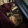 cat, sleeping, blanket, plush, maroon, fur, indoor, keyboard, computer, desk, cozy, resting, pet, animal, cute, tabby, calico, relaxation, home, comfort