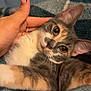 cat, hand, thumb, manicure, blanket, indoor, feline, pet, cute, relaxed, cozy, fur, whiskers, ears, closeup, comfort, resting, domestic, animal, soft