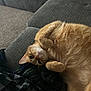Nugget is registered to the contest to win money with this photo: cat, orange_tabby, feline, pet, indoor, couch, blanket, fur, relaxed, cute, whiskers, paws, cozy, home, resting, furniture, animal, sleepy, comfort, soft