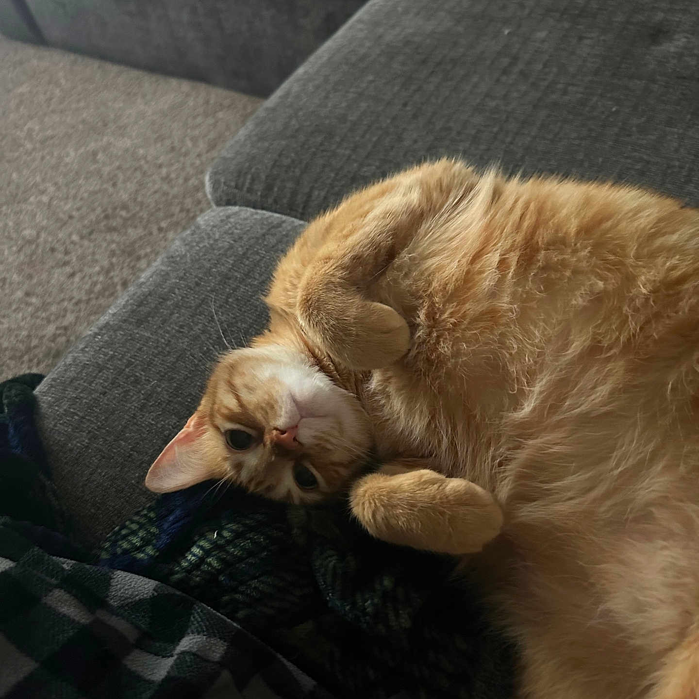 Nugget
