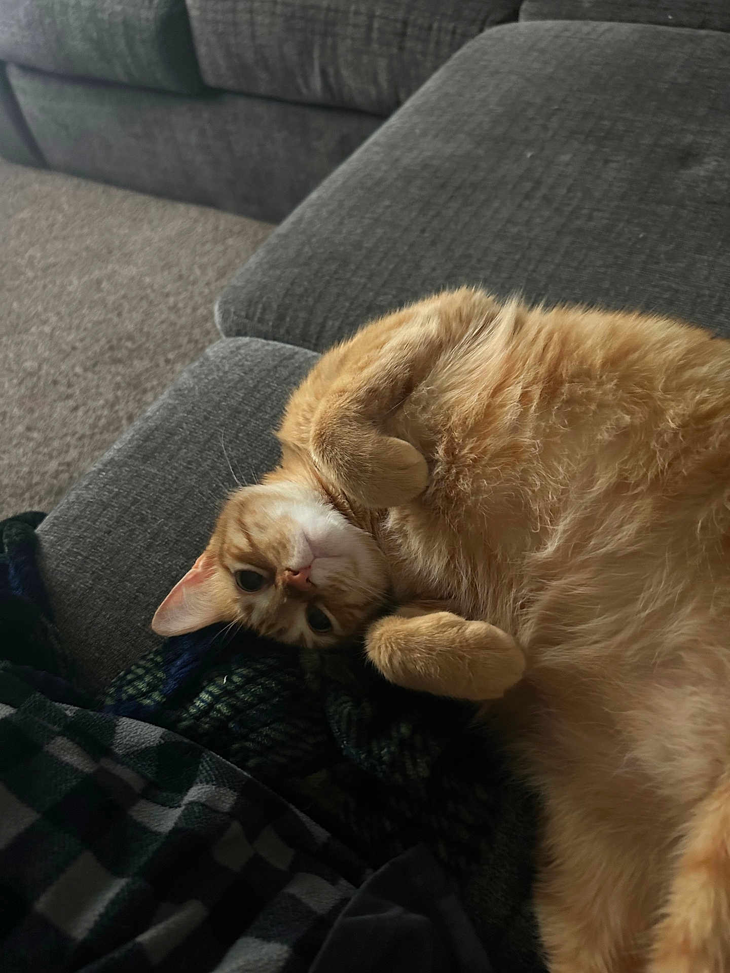 Nugget is registered to the contest to win money with this photo: cat, orange_tabby, feline, pet, indoor, couch, blanket, fur, relaxed, cute, whiskers, paws, cozy, home, resting, furniture, animal, sleepy, comfort, soft