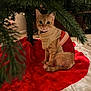 Nugget joined the competition — help win amazing prizes! cat, orange_tabby, sweater, christmas_tree, tree_skirt, red, white, indoor, pet, cozy, holiday, furniture, curious, animal, fur, whiskers, floor, decor, festive, sitting