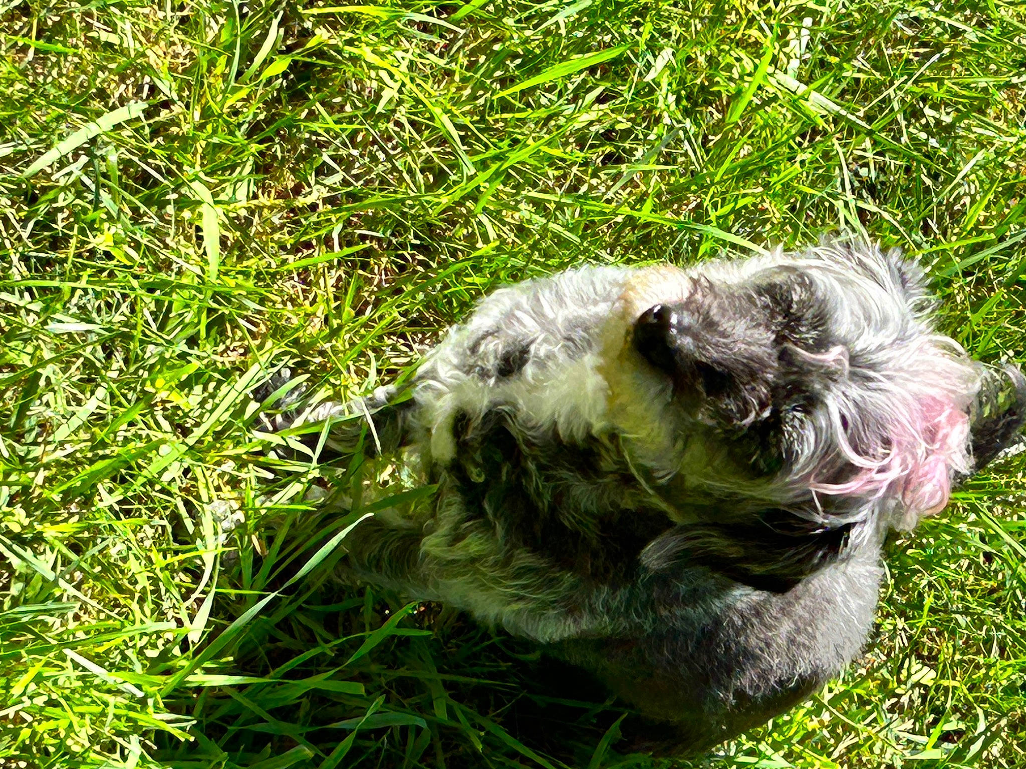 Winter joined the competition — help win amazing prizes! beak, canidae, carnivore, companion_dog, dog_breed, felidae, fur, grass, grass_family, grassland, groundcover, pasture, plant, sedge_family, snout, soil, sporting_group, terrestrial_animal, whiskers, wildlife