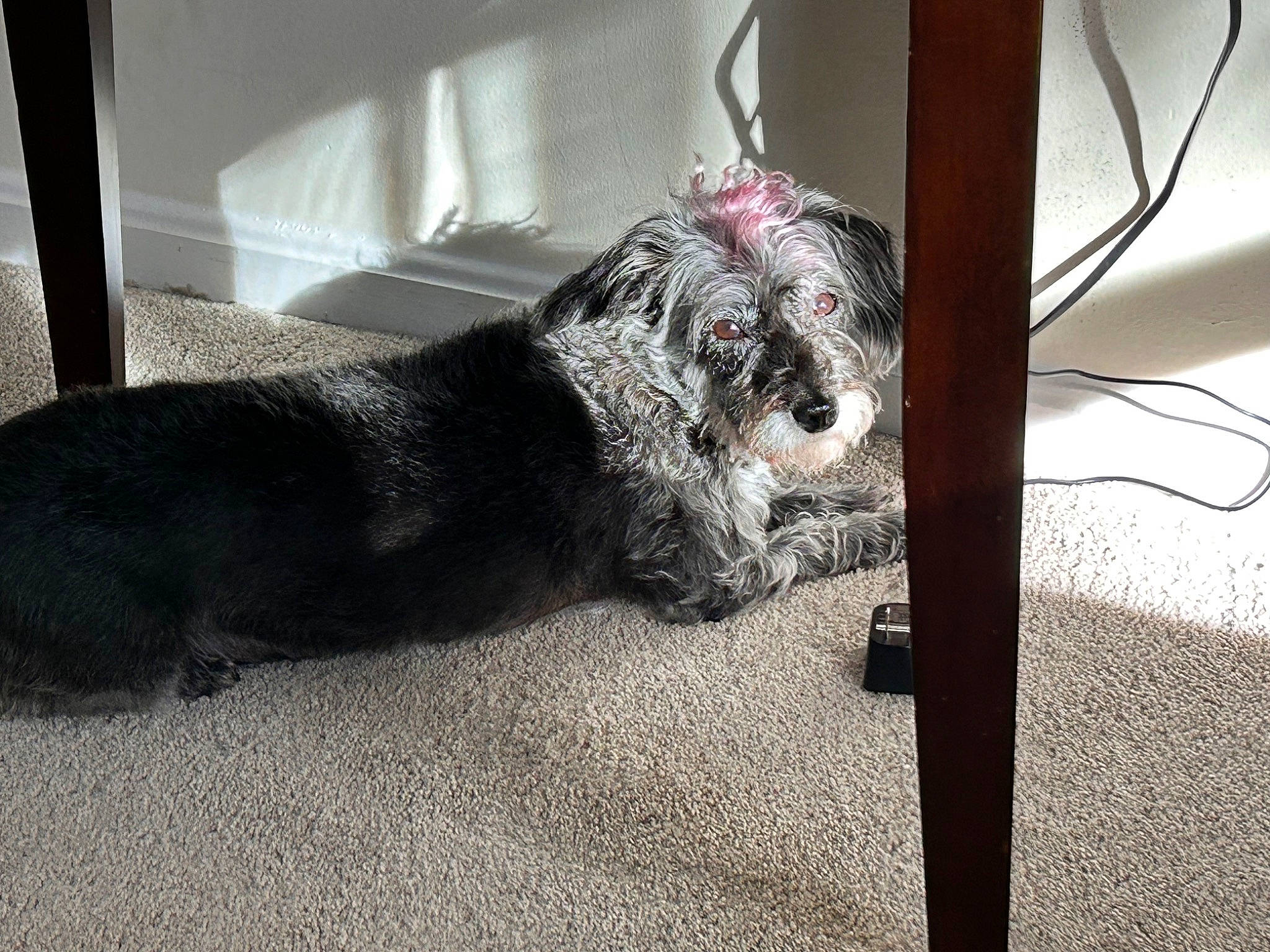 Winter joined the competition — help win amazing prizes! automotive_tire, canidae, carnivore, companion_dog, dog, dog_breed, flooring, fur, non_sporting_group, schnauzer, small_terrier, snout, sporting_group, tail, terrier, toy_dog, water_dog, working_animal