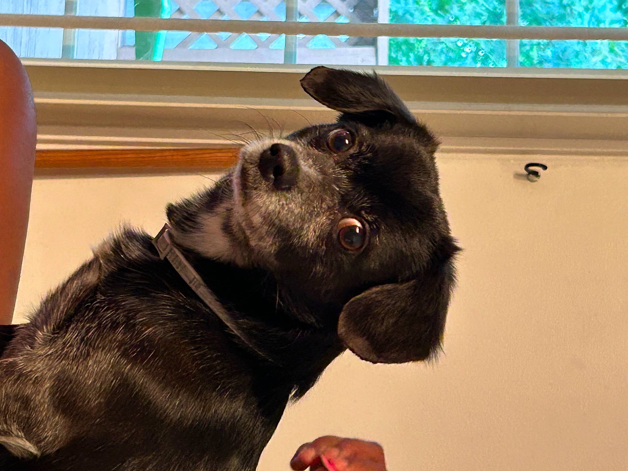 Midnight is registered to the contest to win money with this photo: canidae, carnivore, collar, companion_dog, dog, dog_breed, dog_collar, ear, fawn, gesture, jaw, liver, mammal, snout, tail, terrestrial_animal, vertebrate, whiskers, window, working_animal