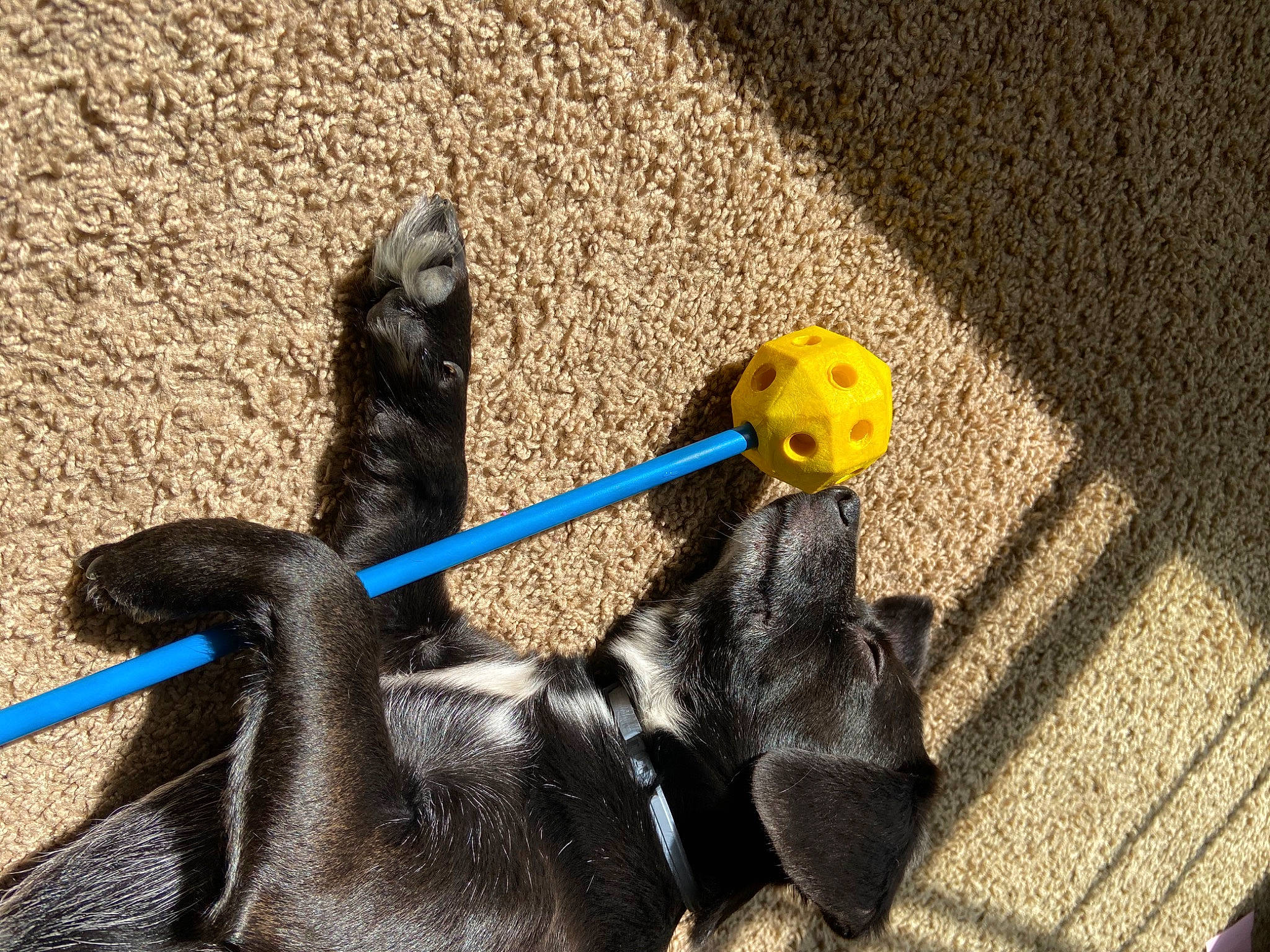 Midnight is registered to the contest to win money with this photo: asphalt, canidae, carnivore, dog, dog_breed, dog_supply, electric_blue, fashion_accessory, foot, grass, leash, recreation, road_surface, shadow, sporting_group, stuffed_toy, tail, tar, toy, working_animal