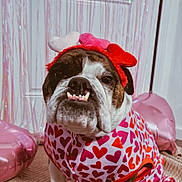 Daisy is registered to the contest to win money with this photo: bulldog, dog, pet, costume, heart_headband, hearts_pattern, valentine_theme, pink, balloon, indoor, portrait, face, underbite, teeth, muzzle, eyes, door, fringe_curtain, carpet, fabric