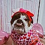 bulldog, dog, pet, costume, heart_headband, hearts_pattern, valentine_theme, pink, balloon, indoor, portrait, face, underbite, teeth, muzzle, eyes, door, fringe_curtain, carpet, fabric