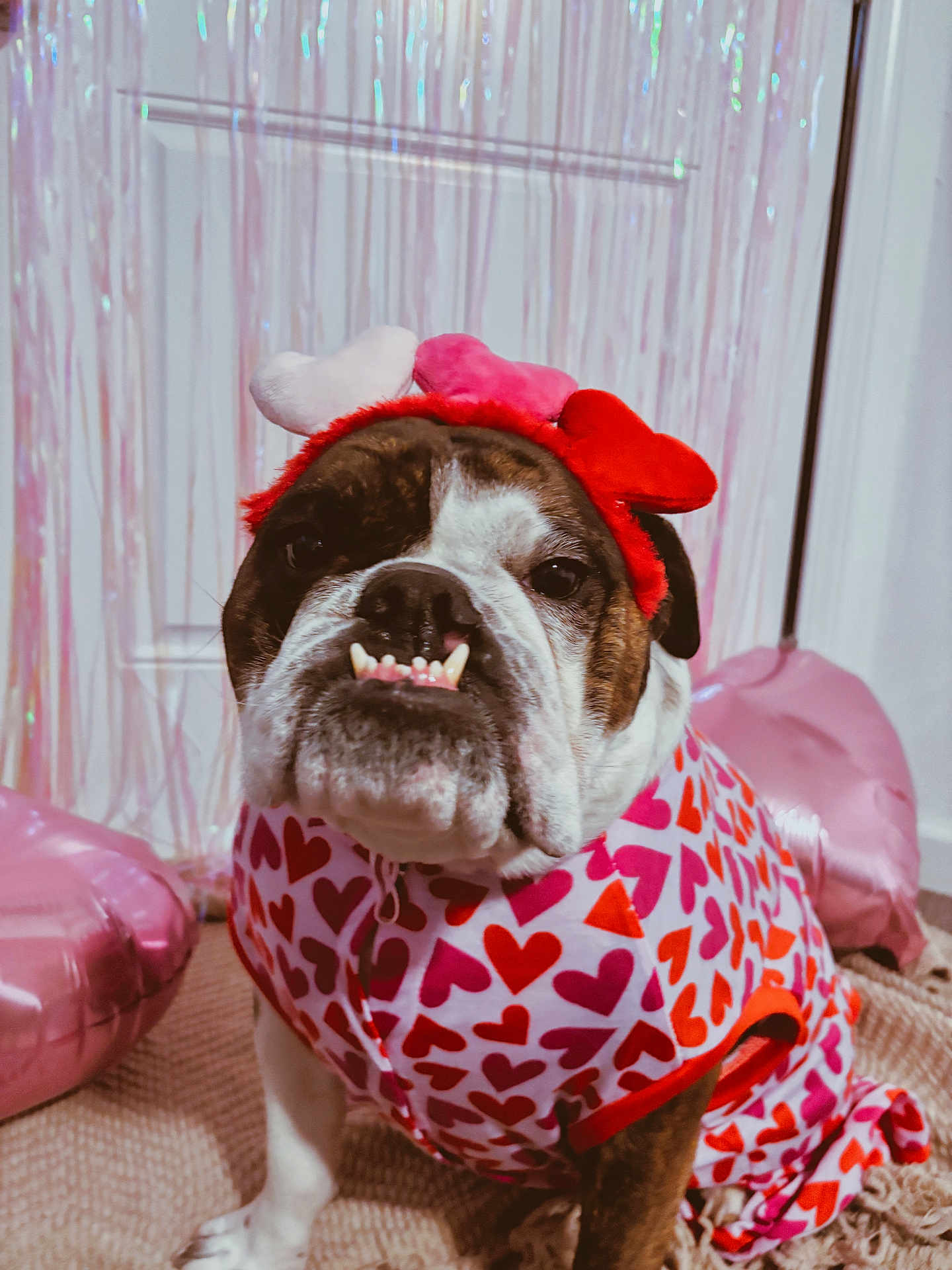 Daisy is registered to the contest to win money with this photo: bulldog, dog, pet, costume, heart_headband, hearts_pattern, valentine_theme, pink, balloon, indoor, portrait, face, underbite, teeth, muzzle, eyes, door, fringe_curtain, carpet, fabric