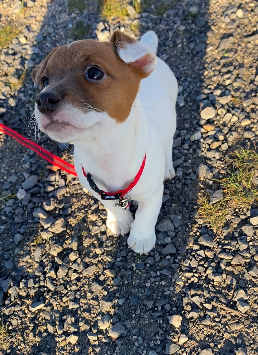 Tyna participe au concours pour gagner de l'argent avec cette photo : carnivore, collar, companion_dog, dog, dog_breed, dog_collar, eye, eyewear, fawn, leash, pet_supply, plant, road_surface, snout, soil, sporting_group, tail, terrestrial_animal, whiskers, working_animal