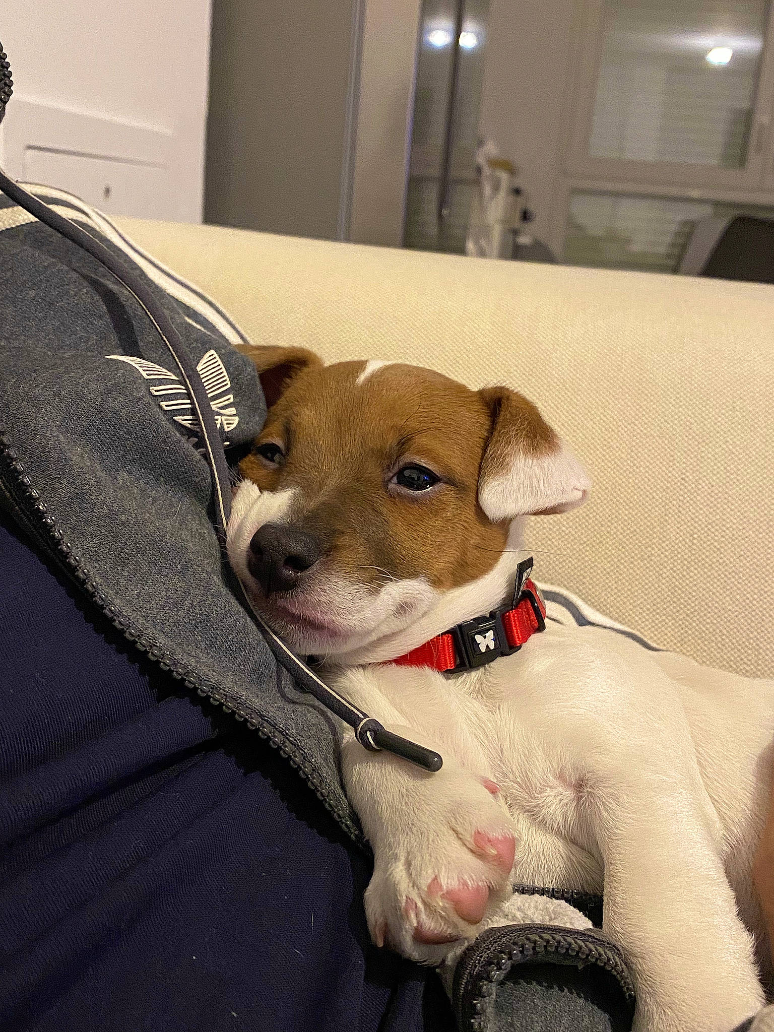 Tyna participe au concours pour gagner de l'argent avec cette photo : canidae, carnivore, collar, comfort, companion_dog, dog, dog_breed, dog_clothes, dog_collar, dog_supply, fawn, fur, linens, pet_supply, sighthound, sleeve, snout, sporting_group, whiskers, working_animal