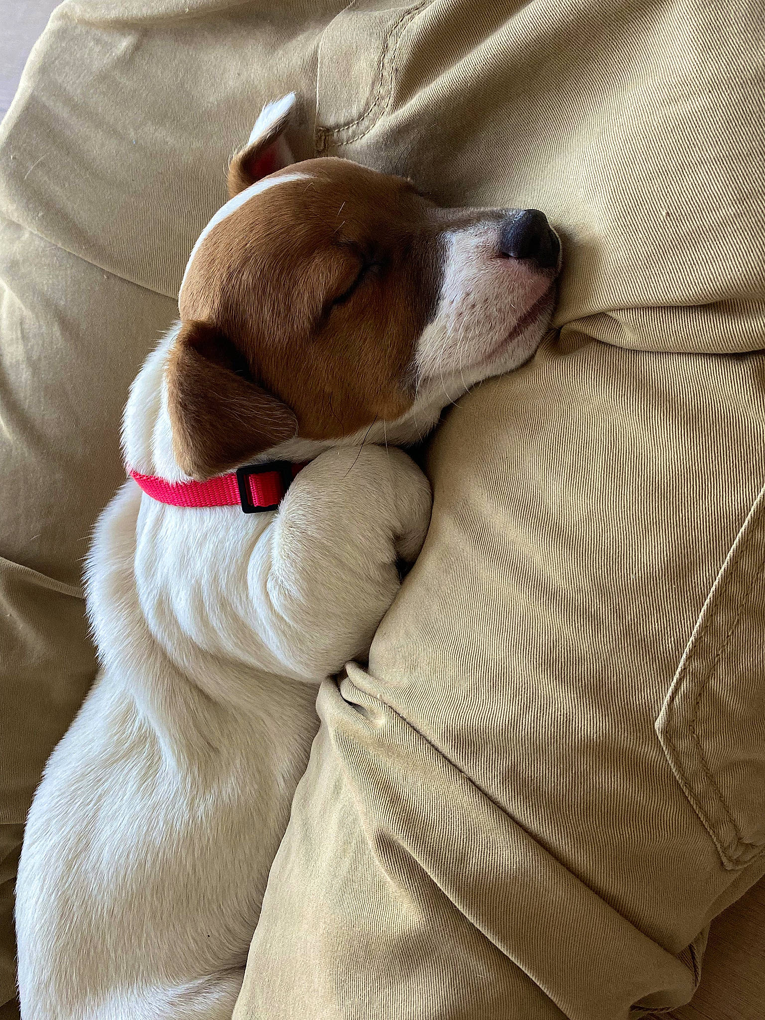 Tyna a rejoint le concours — aidez-le/la à gagner de superbes lots ! canidae, carnivore, collar, comfort, companion_dog, dog, dog_breed, dog_collar, dog_supply, fawn, fur, gun_dog, linens, liver, non_sporting_group, paw, pet_supply, sporting_group, working_animal