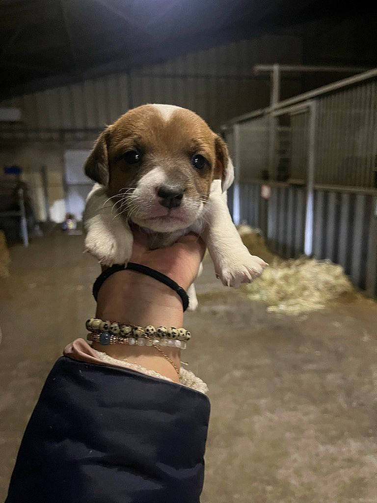 Tyna participe au concours pour gagner de l'argent avec cette photo : canidae, carnivore, collar, companion_dog, dog, dog_breed, dog_collar, dog_supply, eyewear, fashion_accessory, fawn, fence, fur, leash, liver, pet_supply, snout, sporting_group, whiskers, working_animal