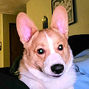 Winston is registered to the contest to win money with this photo: dog, corgi, pet, indoor, closeup, ears, face, canine, animal, furry, cute, living_room, blanket, couch, portrait, domestic_animal, mammal, companion, fur, snout
