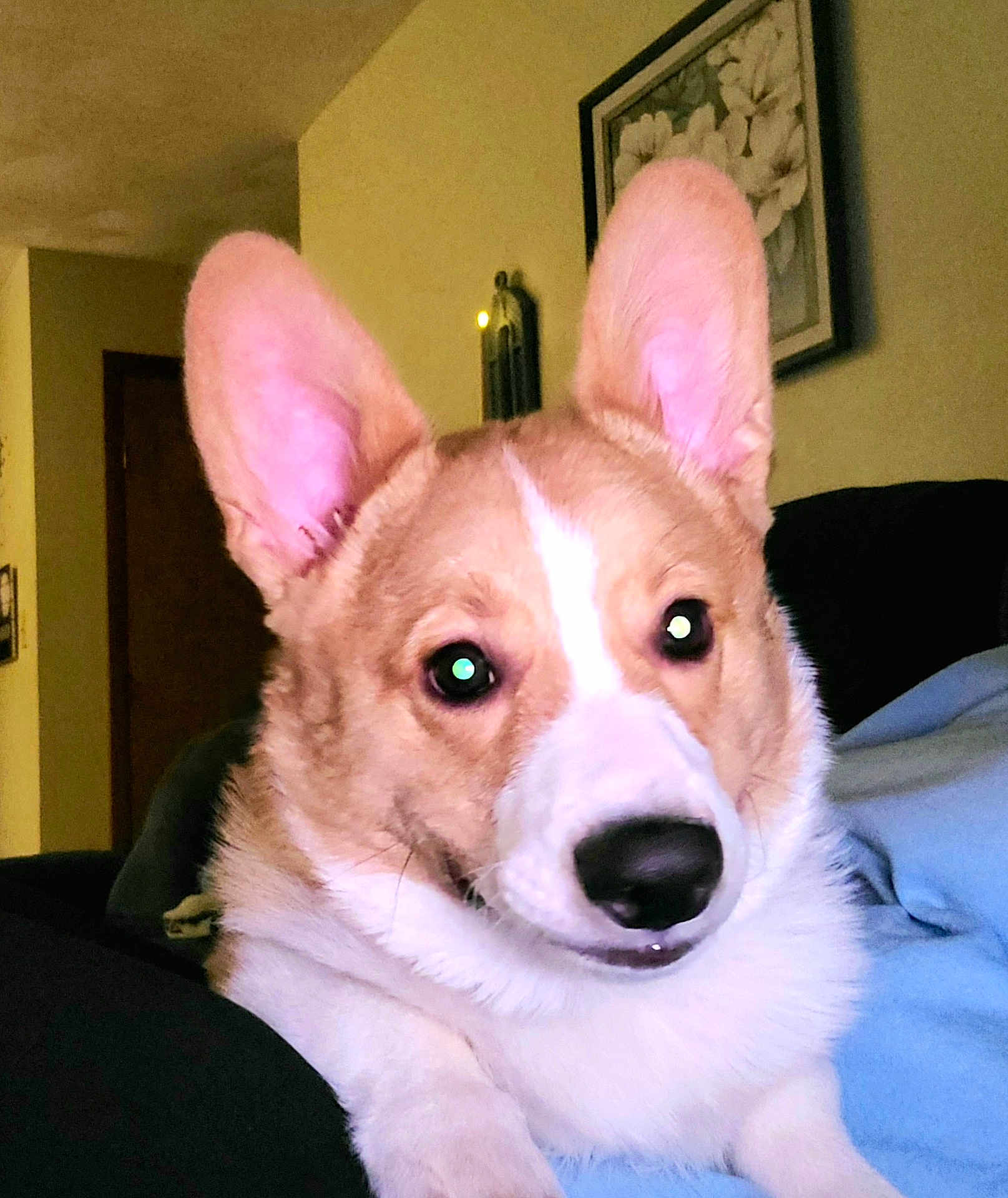 Winston is registered to the contest to win money with this photo: dog, corgi, pet, indoor, closeup, ears, face, canine, animal, furry, cute, living_room, blanket, couch, portrait, domestic_animal, mammal, companion, fur, snout