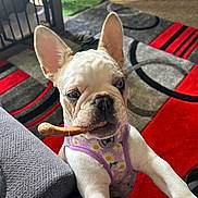 Kashmir is registered to the contest to win money with this photo: carpet, colorful, cute, dog, ears, floor, foot, french_bulldog, furniture, harness, indoor, living_room, pattern, pet, playful, puppy, snout, treat, white_dog, young_dog