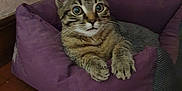 Willow a rejoint le concours — aidez-le/la à gagner de superbes lots ! animal, cat, cozy, curious, cute, feline, floor, fur, home, indoor, kitten, mammal, paw, pet_bed, purple, tabby, tile, whiskers, wide_eyes, young_cat