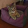 Willow participe au concours pour gagner de l'argent avec cette photo : animal, cat, cozy, curious, cute, domestic_cat, ears, feline, floor, indoor, kitten, looking, paws, pet_bed, purple, resting, tabby, tile, whiskers, young_cat