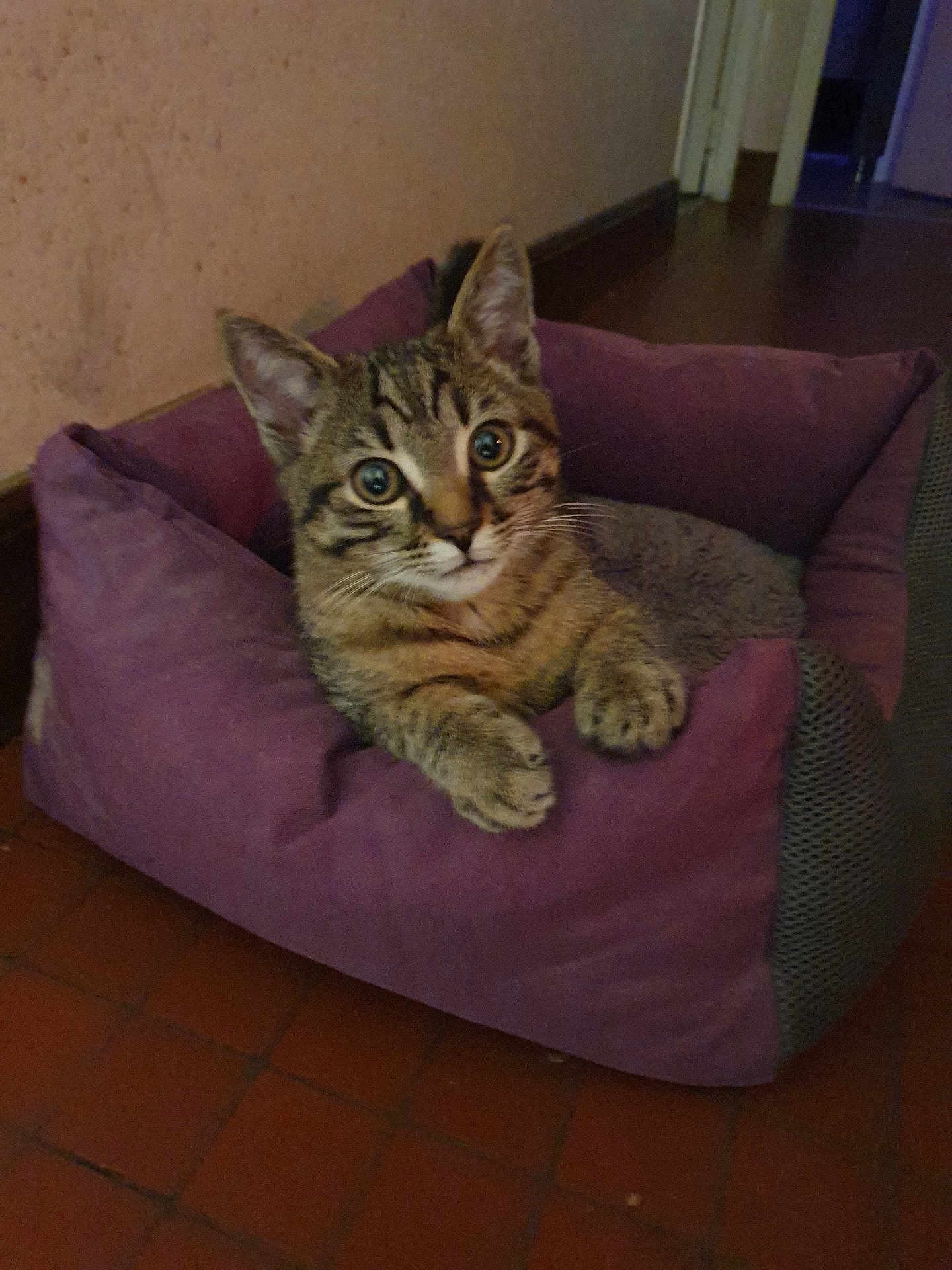 Willow participe au concours pour gagner de l'argent avec cette photo : animal, cat, cozy, curious, cute, domestic_cat, ears, feline, floor, indoor, kitten, looking, paws, pet_bed, purple, resting, tabby, tile, whiskers, young_cat