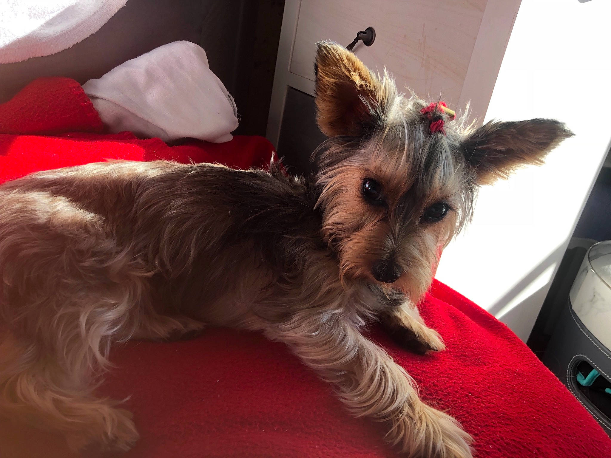 Miss York participe au concours pour gagner de l'argent avec cette photo : biewer_terrier, canidae, carnivore, collar, companion_dog, dog, dog_breed, dog_supply, ear, fawn, fur, liver, non_sporting_group, small_terrier, snout, sporting_group, terrier, toy_dog, working_animal, yorkipoo